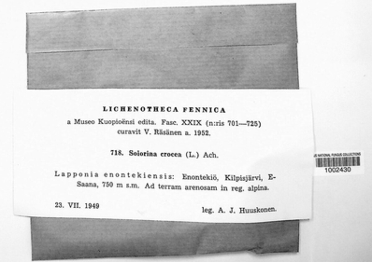 Solorina image